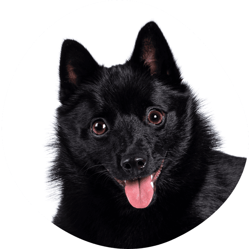 Schipperke