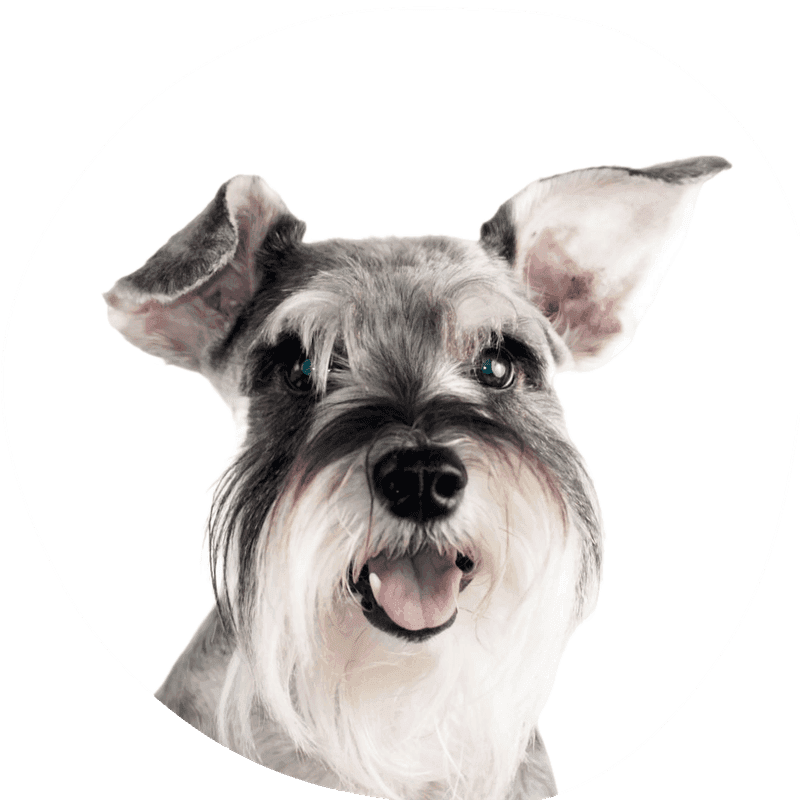 Schnauzer sort
