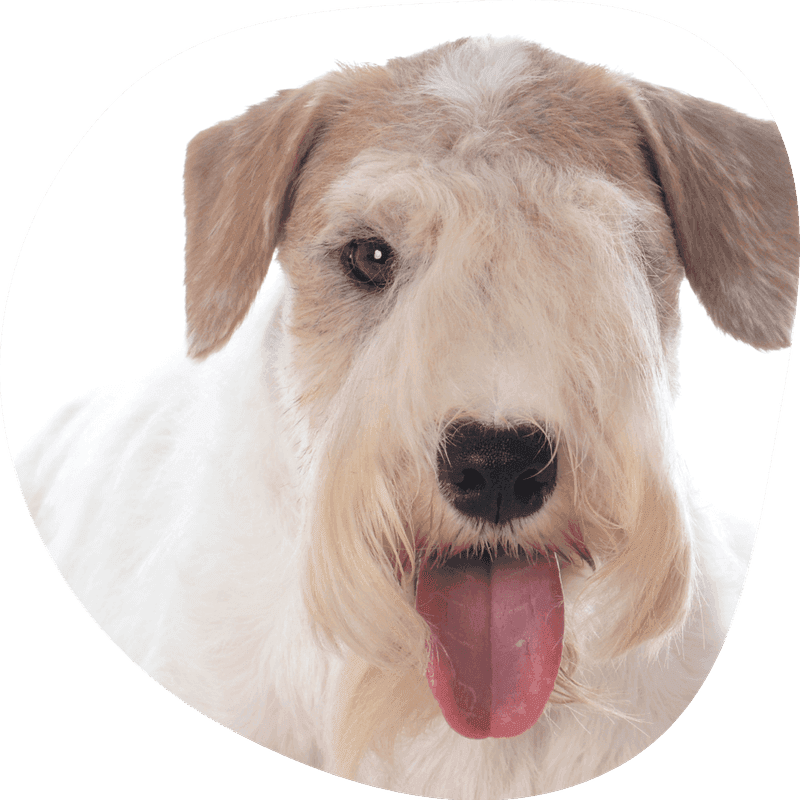 Sealyham terrier