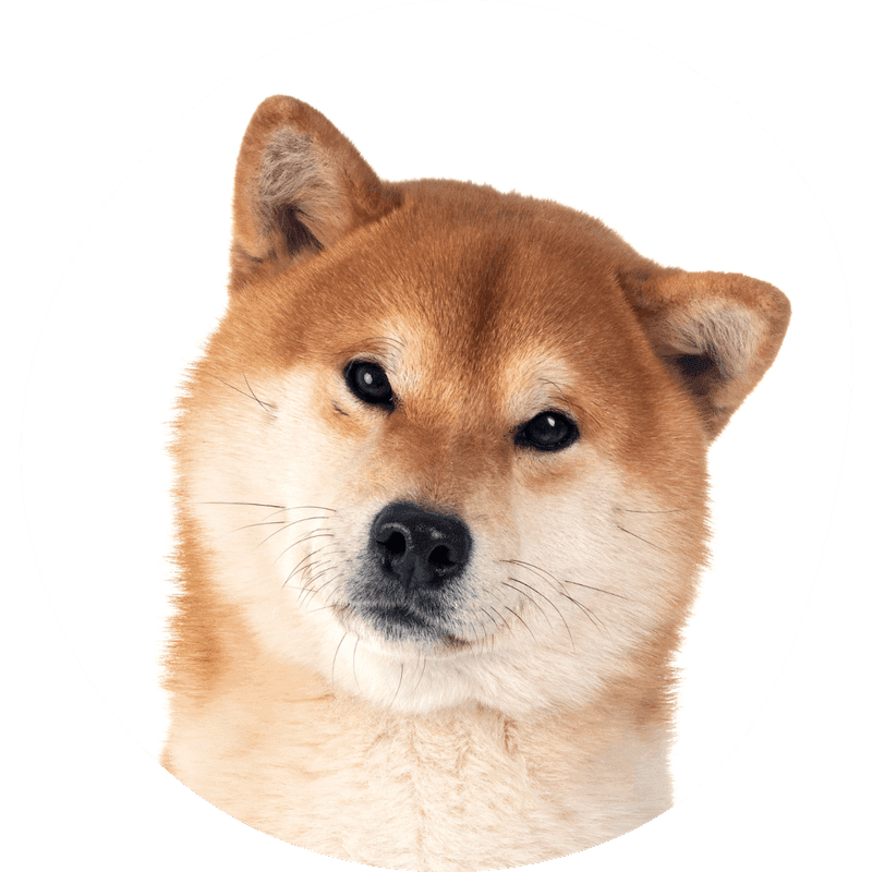 Shiba