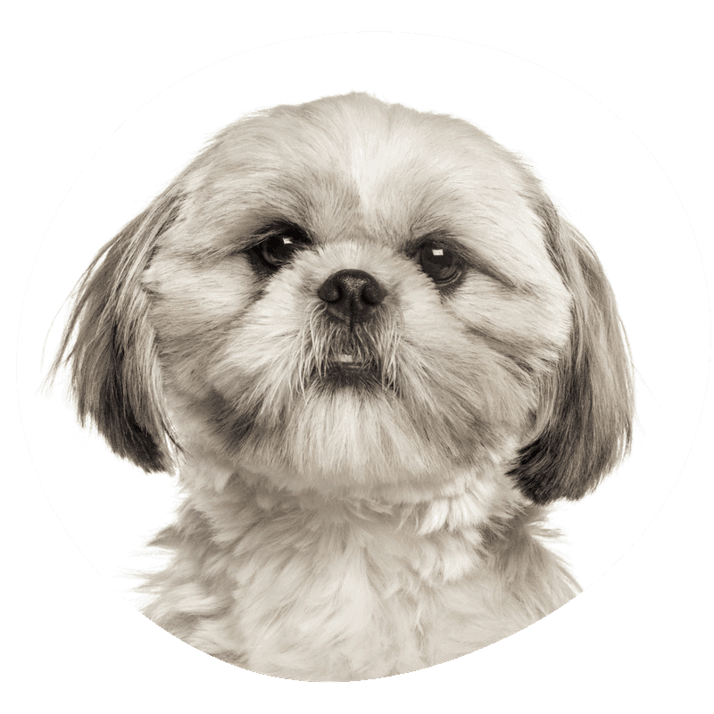 Shih tzu