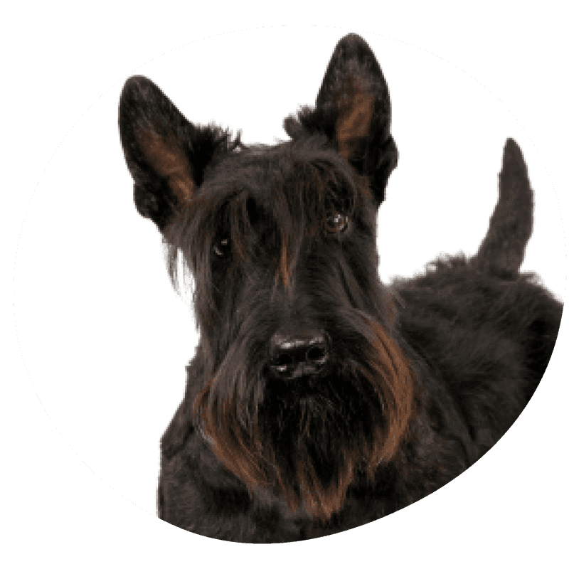 Skotsk terrier