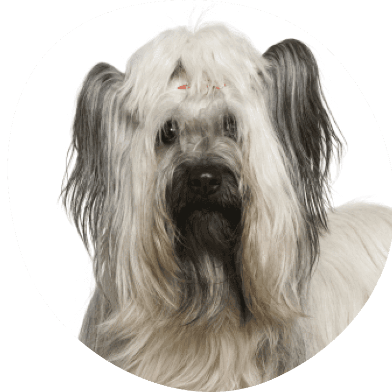 Skye terrier