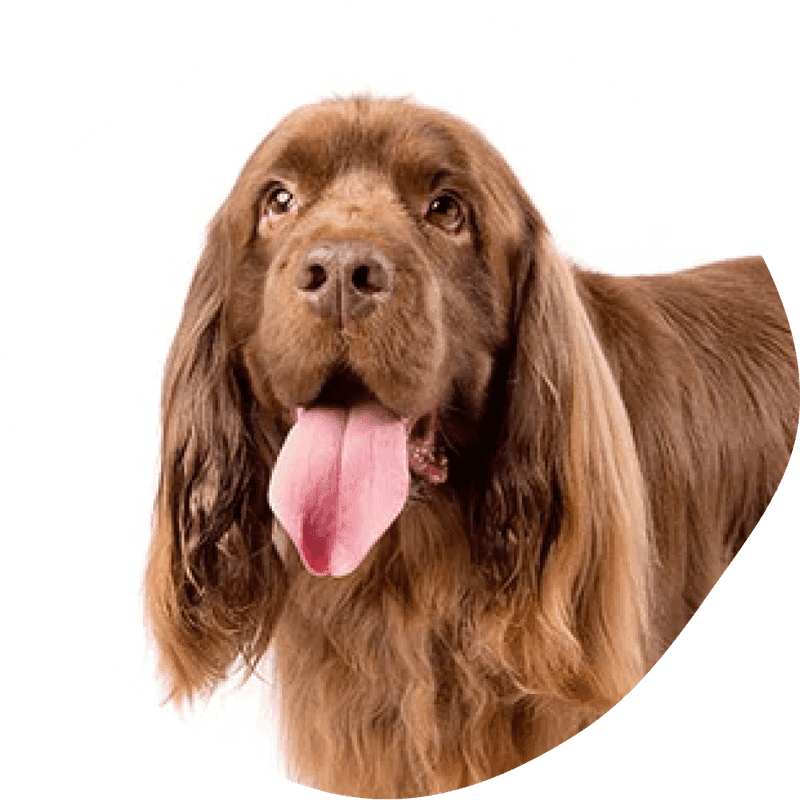 Sussex spaniel