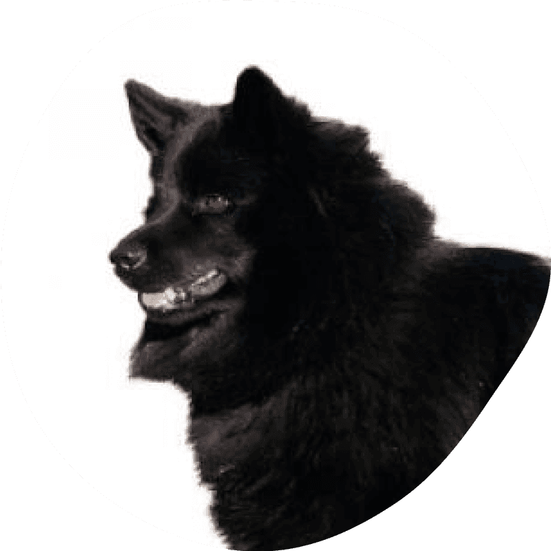 Svensk lapphund