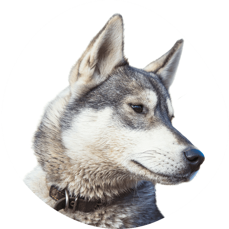 Vestsibirsk laika bilde