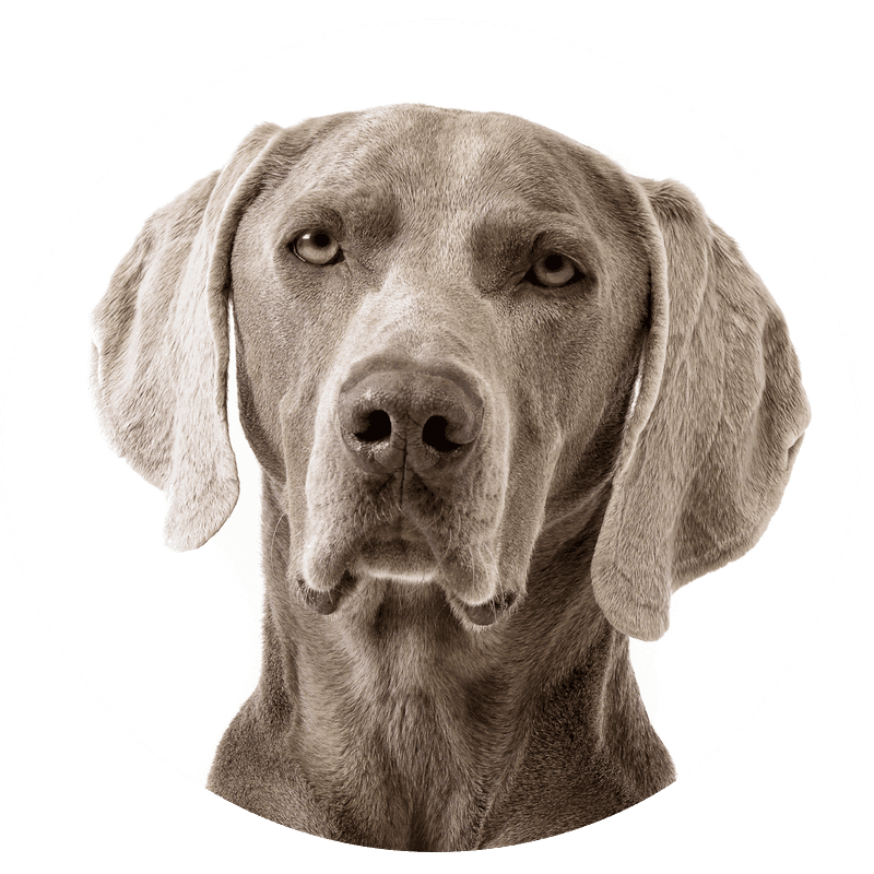 Weimaraner korthåret