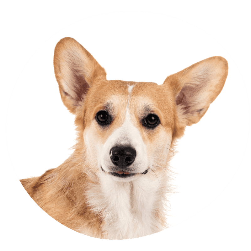 Welsh corgi pembroke