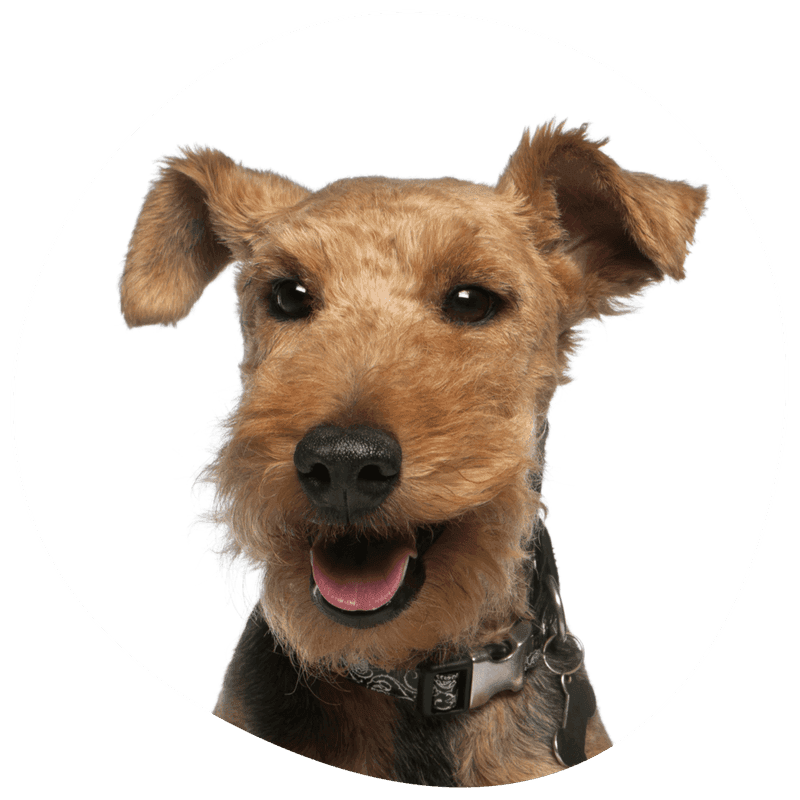 Welsh terrier