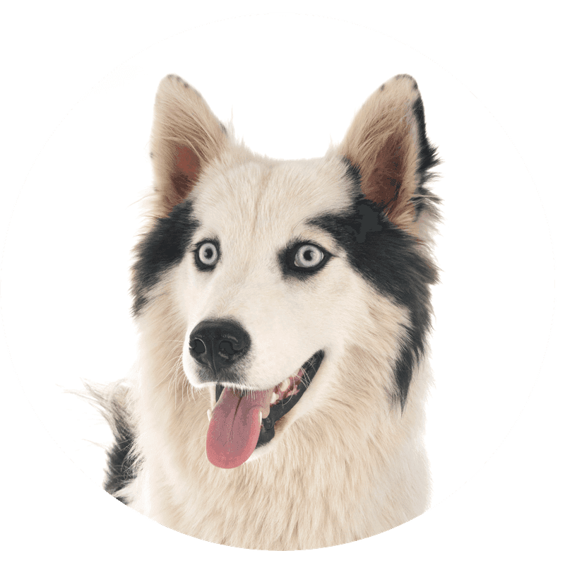 Yakutian Laika bilde