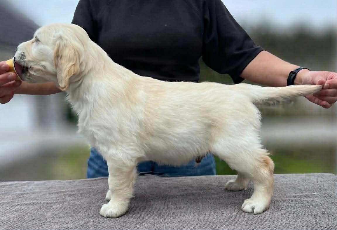 Golden Agapi’s Qaisar