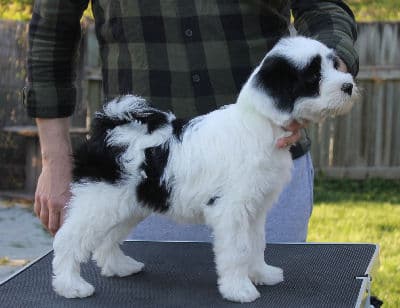Rogell`s Sweet Sheila