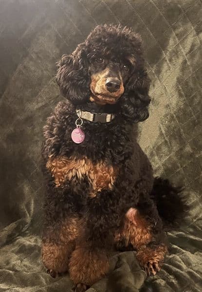 Dream Poodles