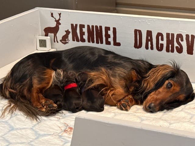 Kennel Dachsverk