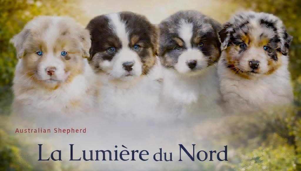 La Lumière du Nord – Australian shepherd kennelbilde