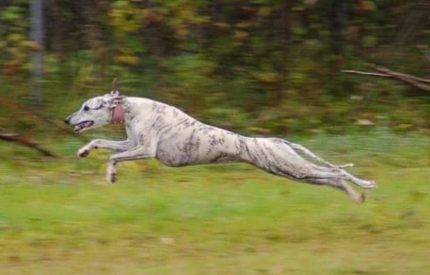 Bluefrost – Whippet kennelbild