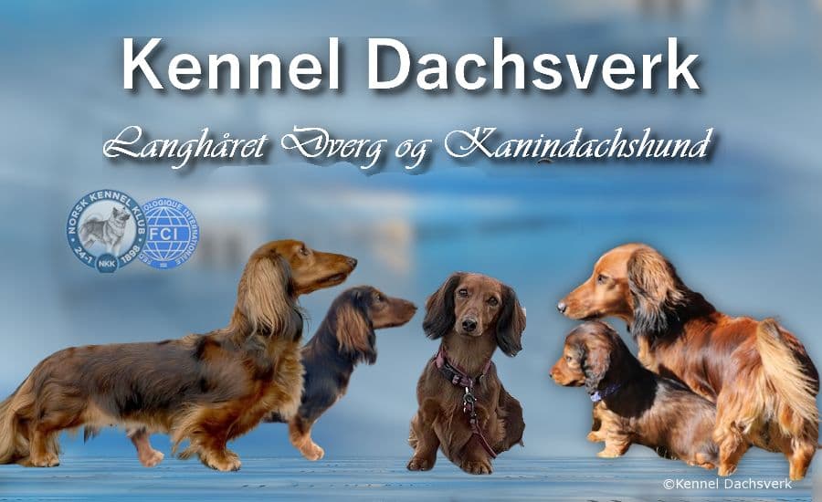 Kennel Dachsverk – Dvergdachshund langhåret kennelbilde