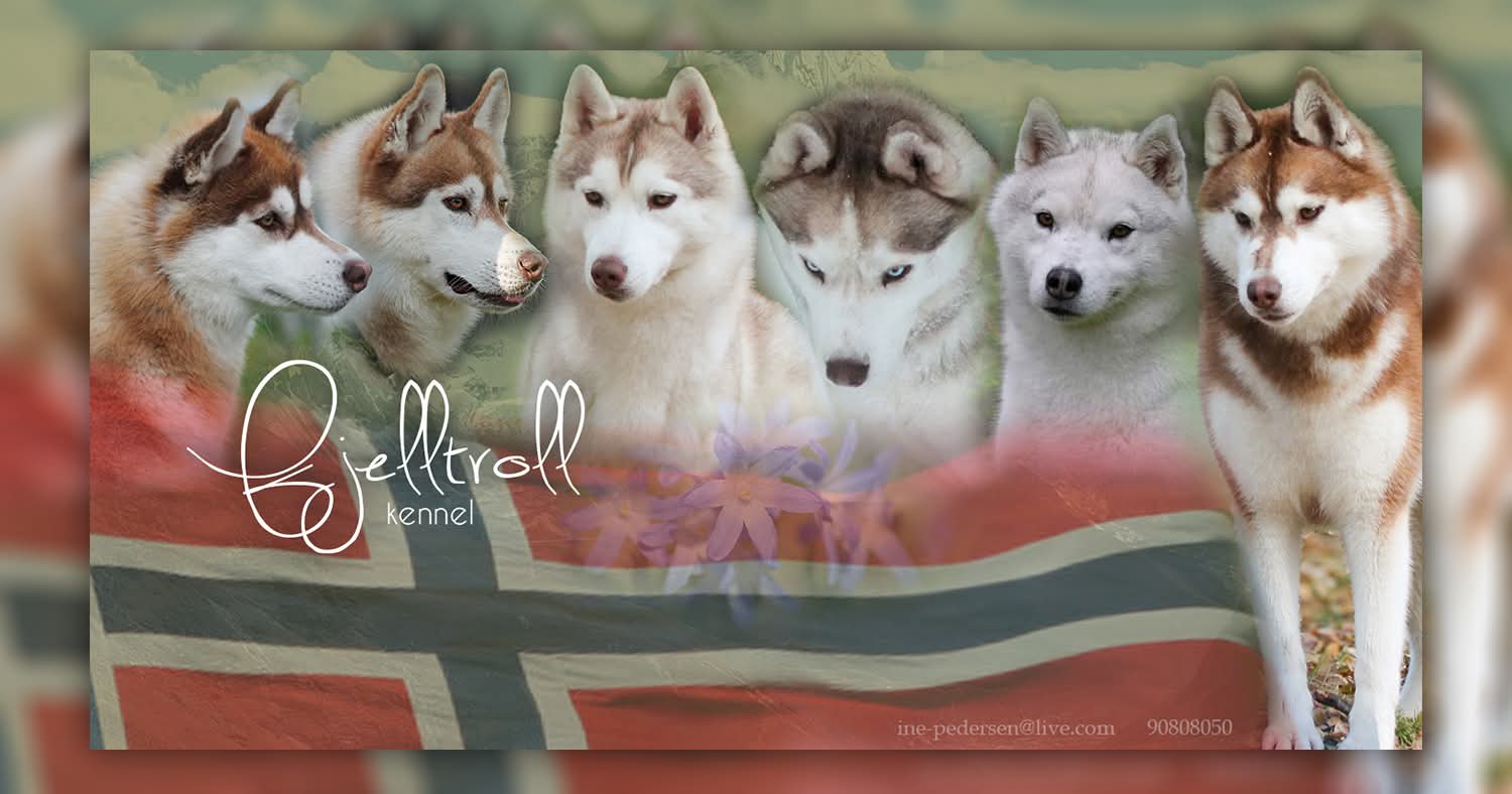 Fjelltroll – Siberian husky kennelbilde