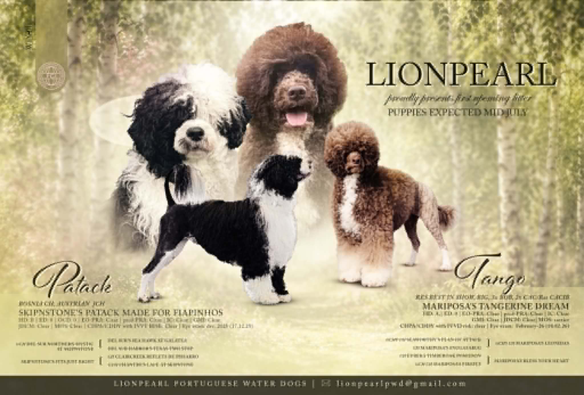 Lionpearl – Portugisisk vannhund kennelbild
