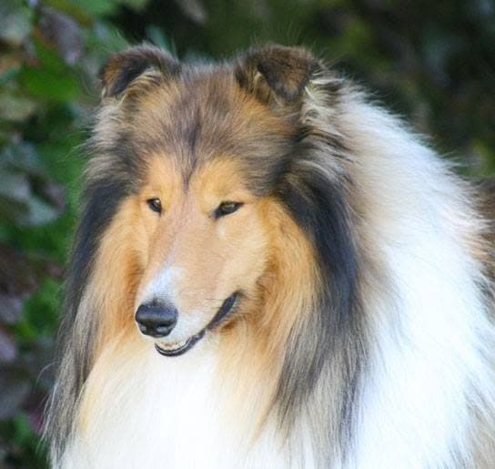 Courthill Collies – Collie langhåret kennelbilde