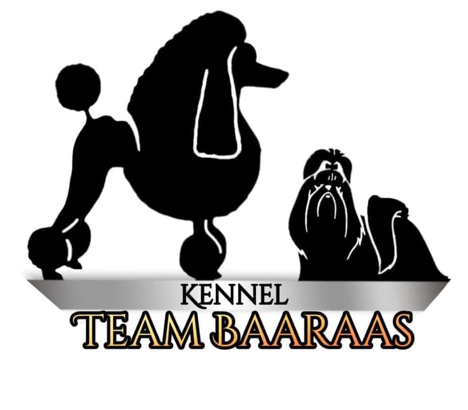 Kennel Team Baaraas – Shih tzu kennelbilde