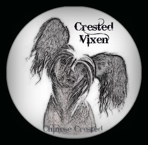 Crested Vixen – Chinese crested kennelbilde