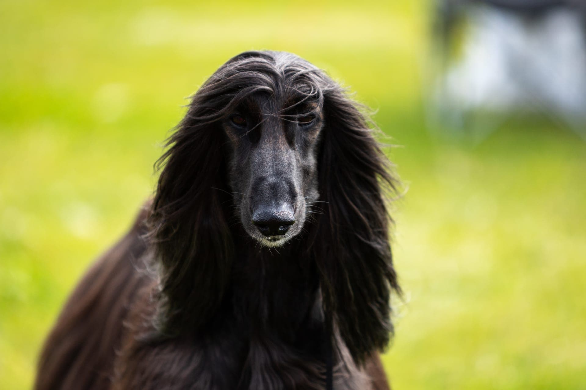 Afghansk mynde bilde