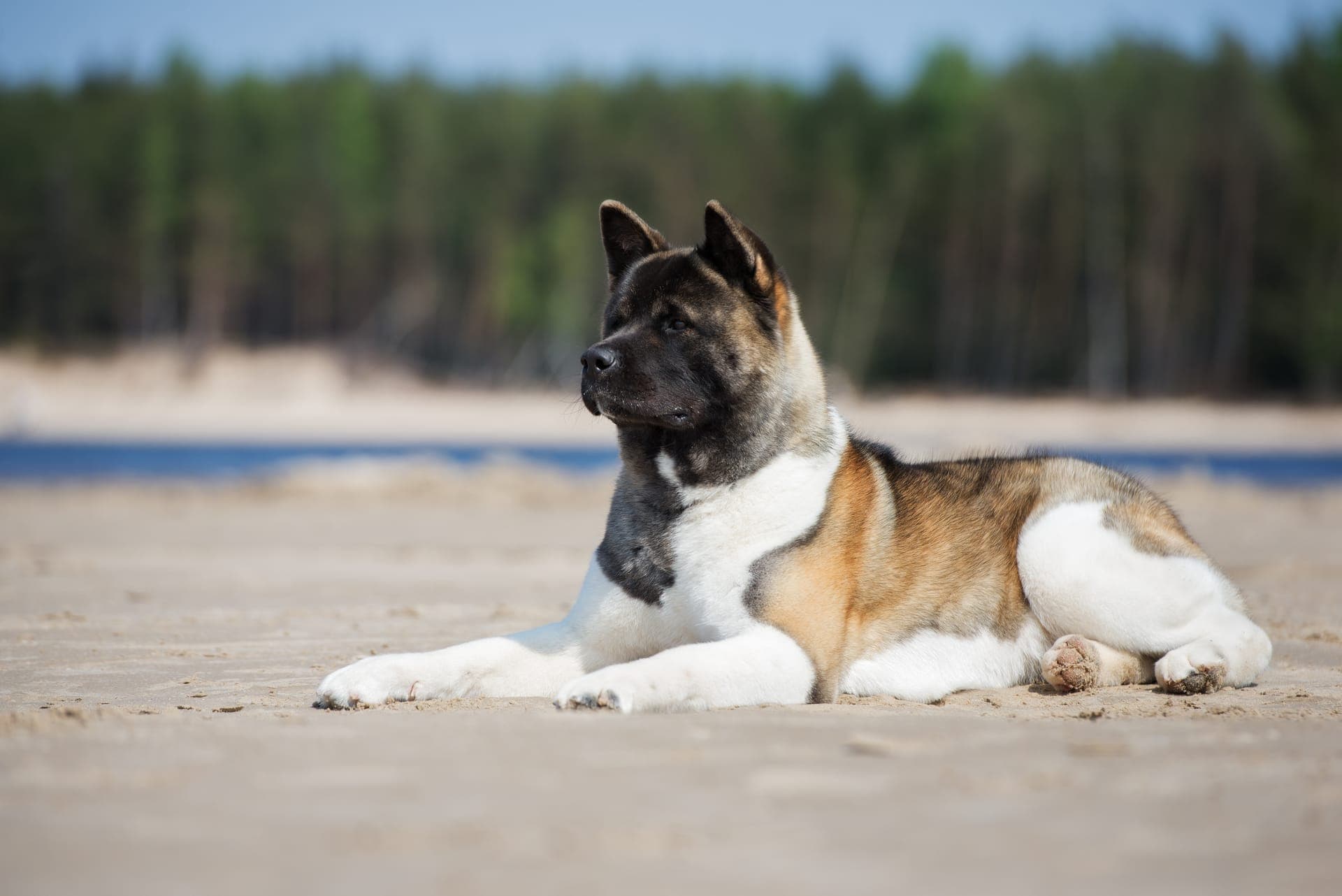 American akita bilde