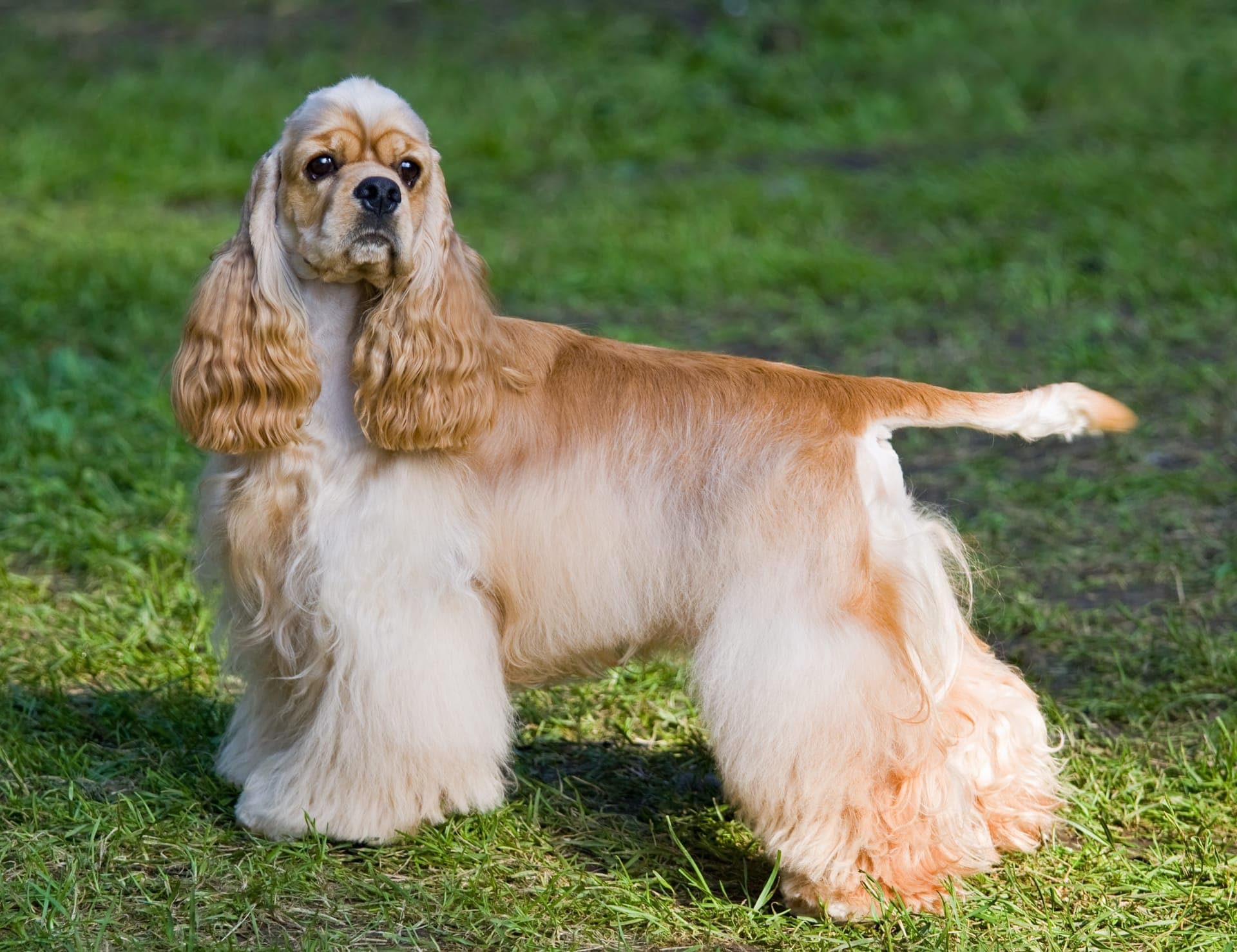 Amerikansk cocker spaniel bilde