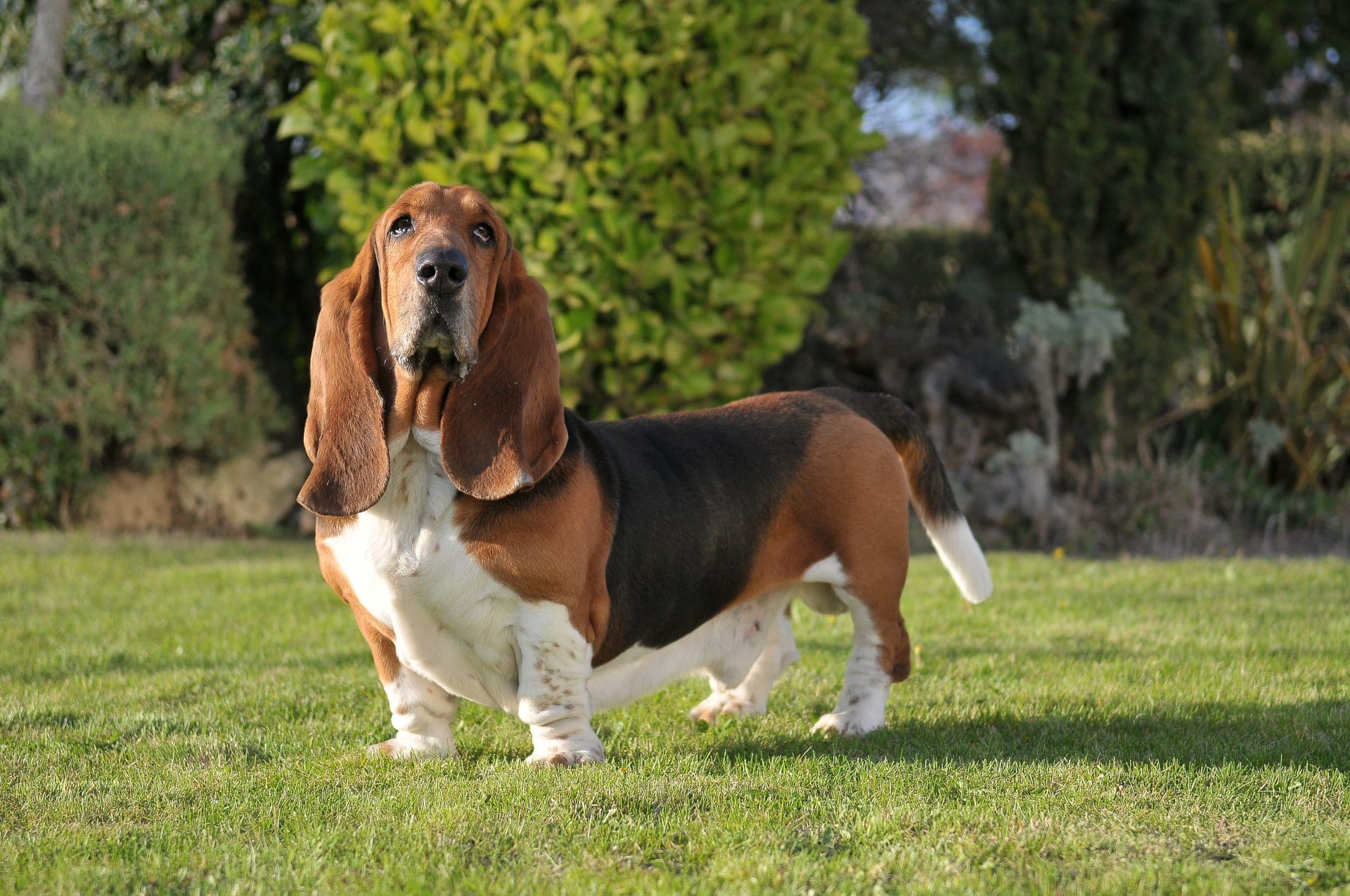 Basset hound bilde