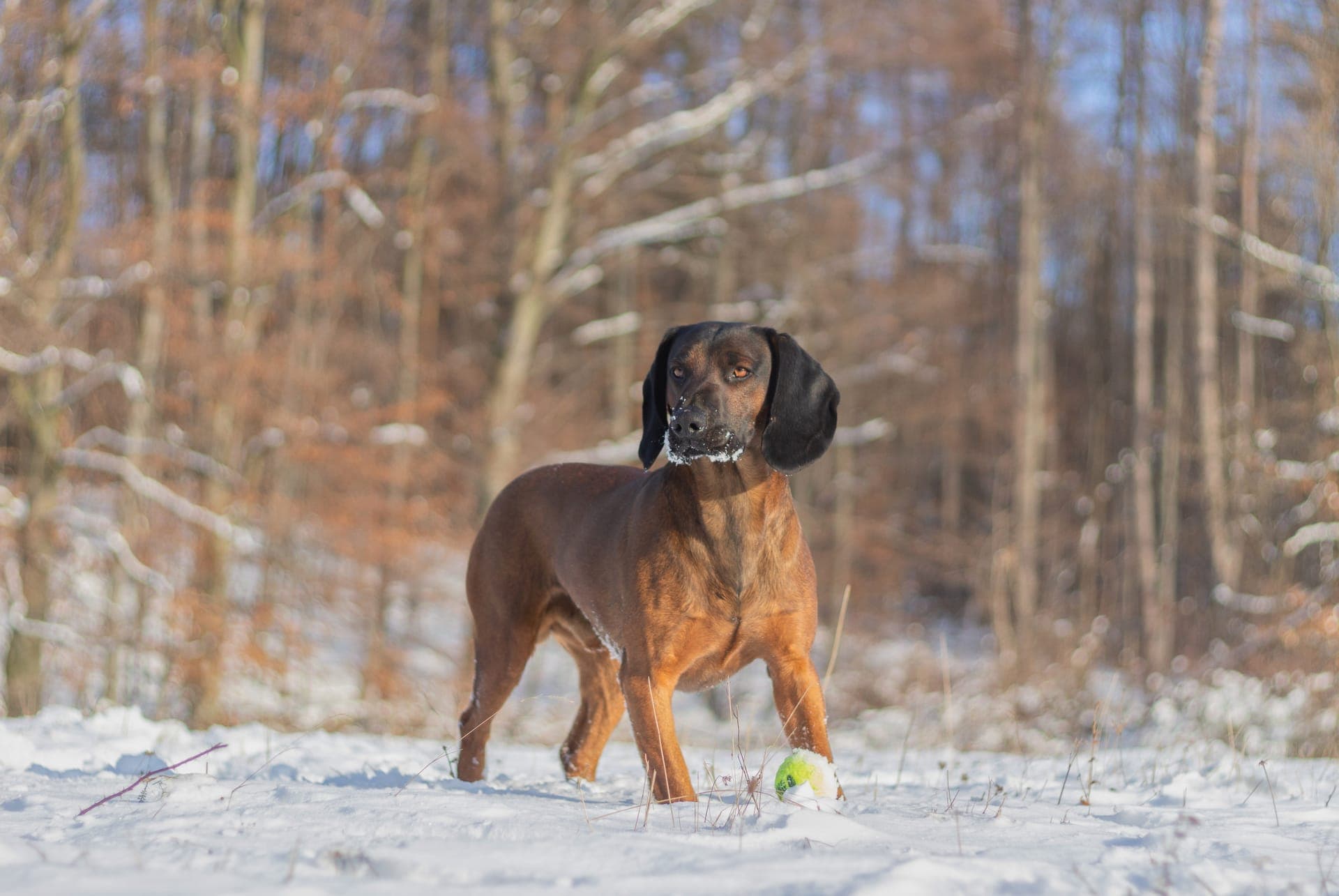 Bayersk viltsporhund bilde
