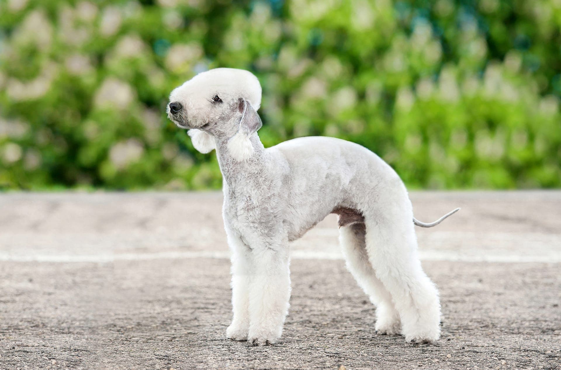 Bedlington terrier bilde