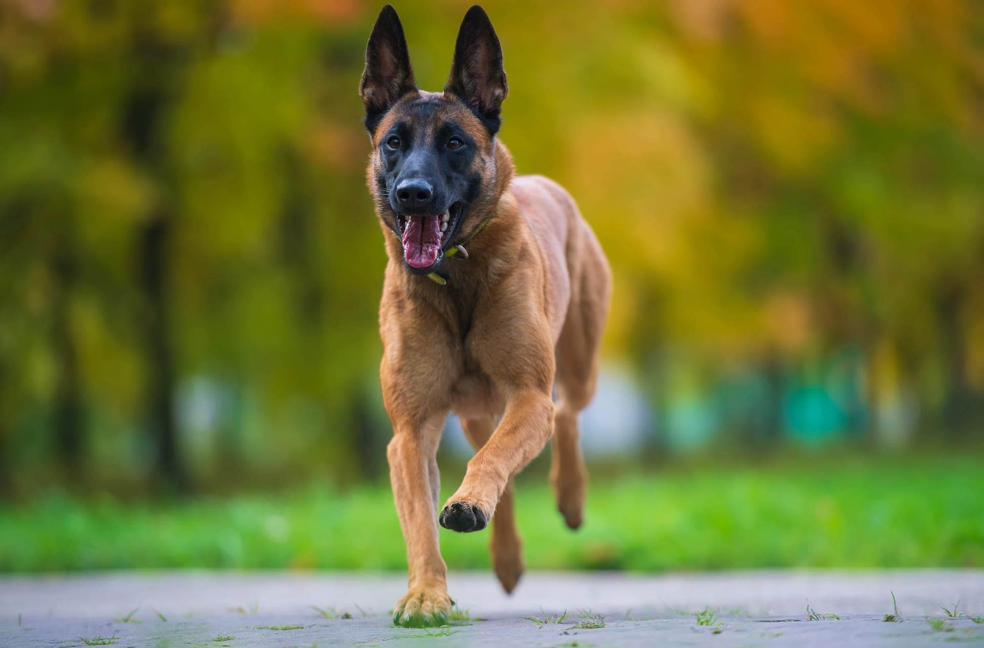 Belgisk fårehund, malinois bilde