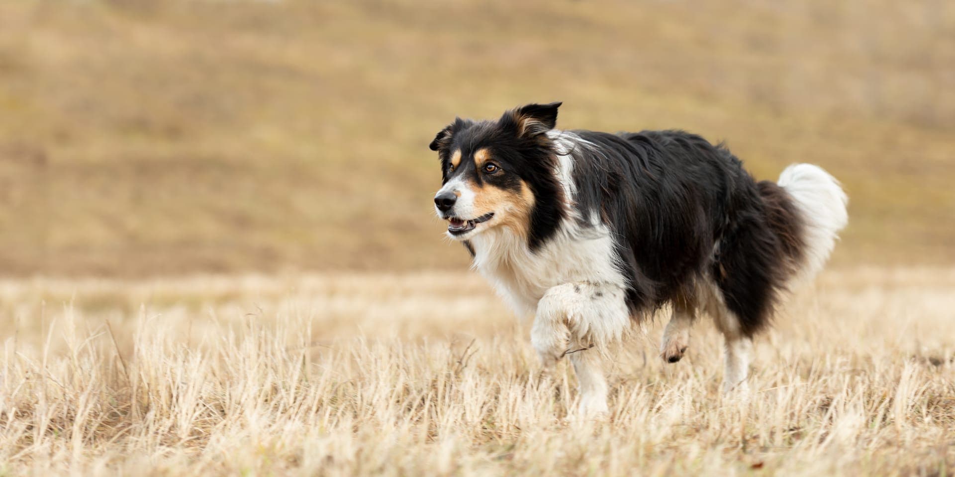Border collie bilde