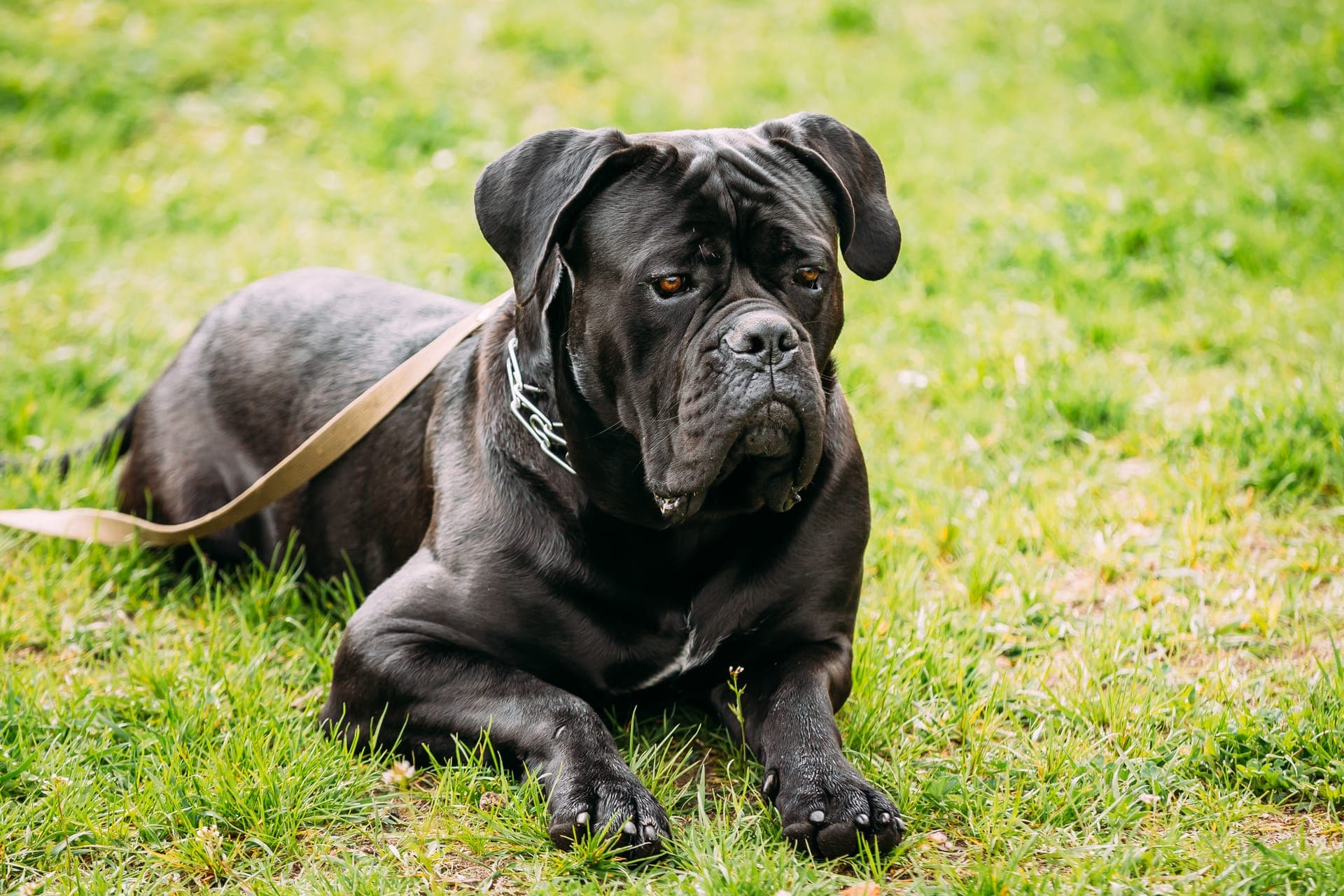 Cane corso bilde