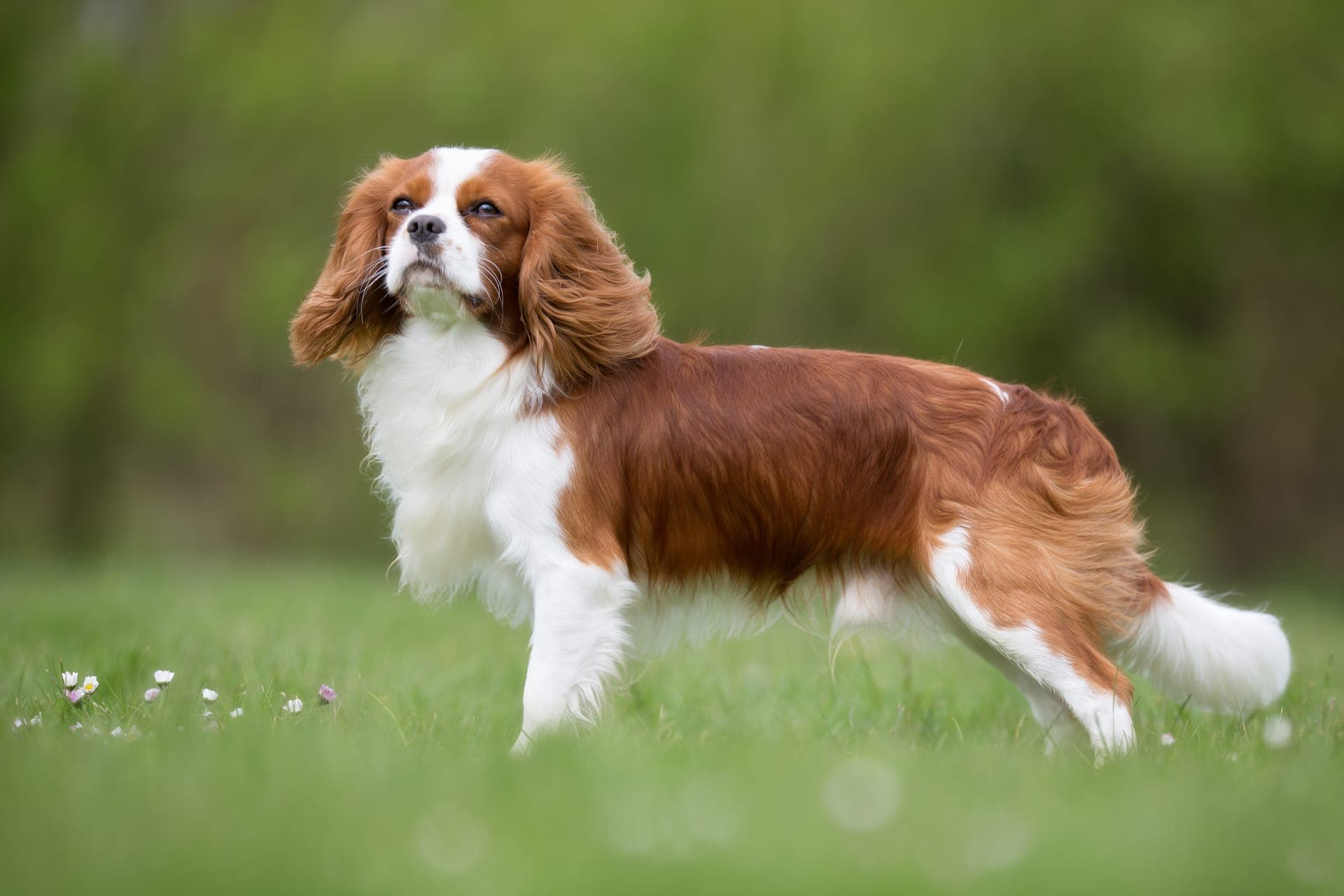 Cavalier king charles spaniel bilde