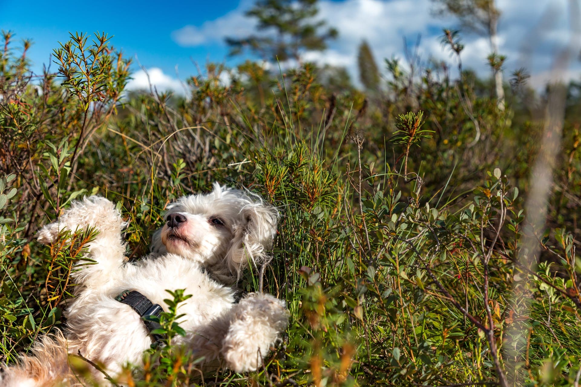 Chinese crested powderpuff bilde