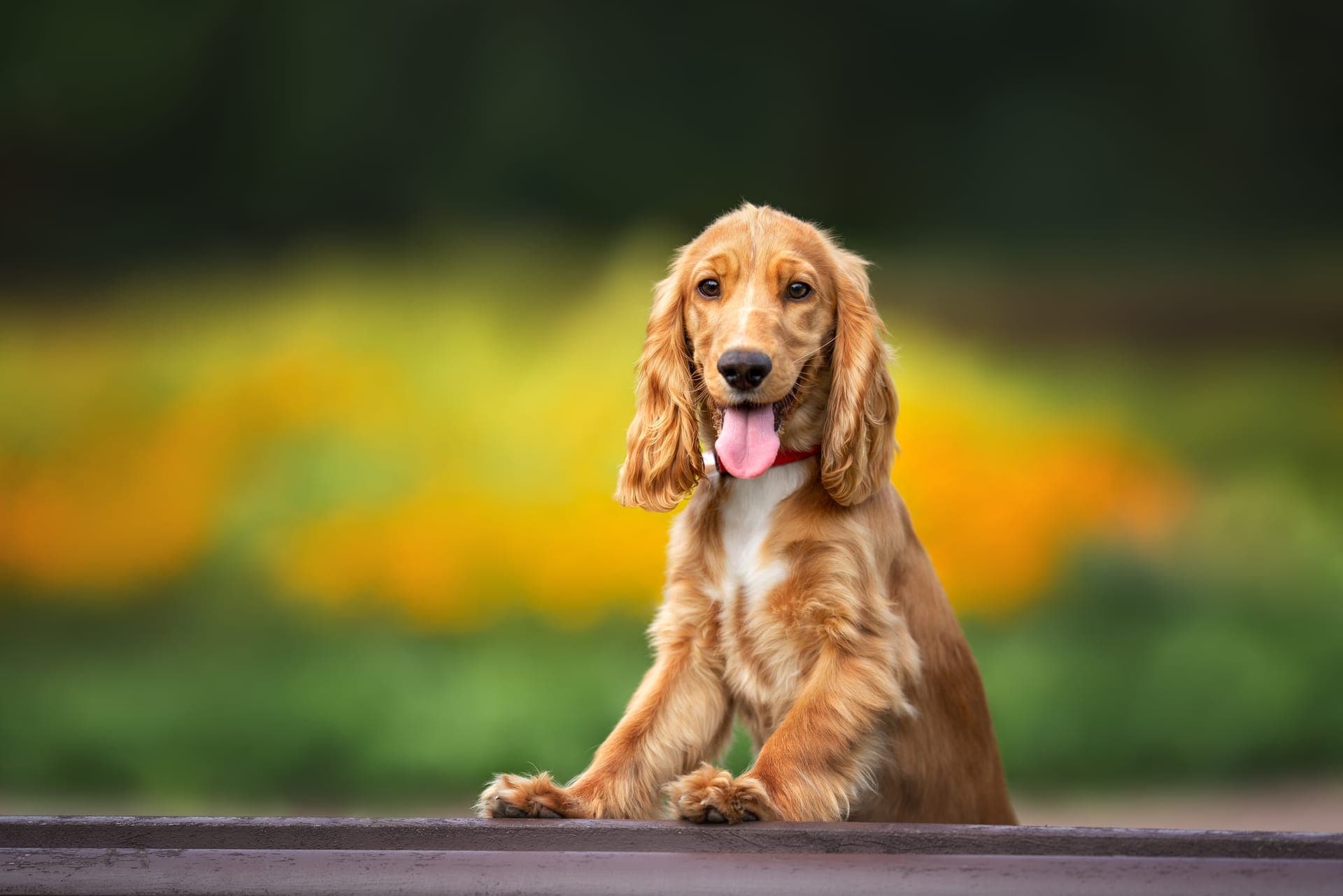 Cocker spaniel bilde