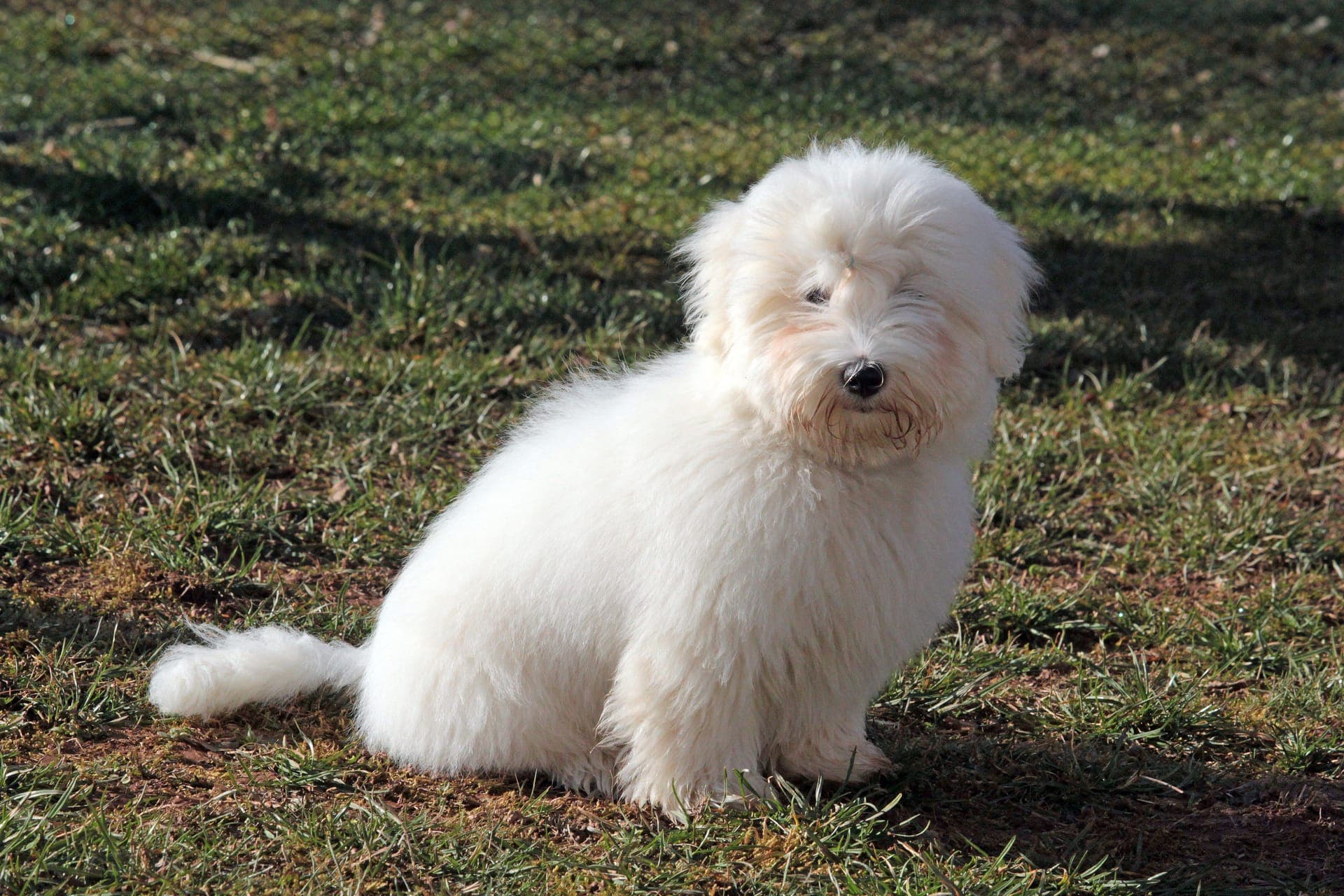 Coton de tulear bilde
