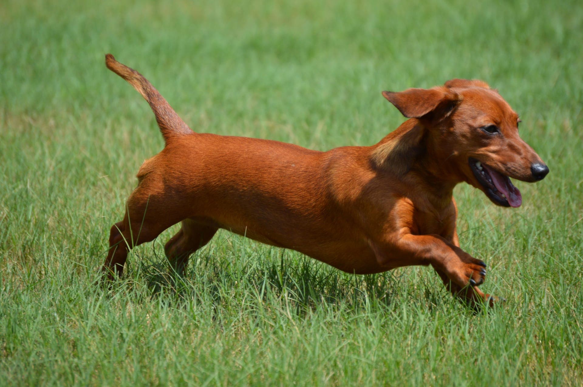 Dachshund korthåret bilde