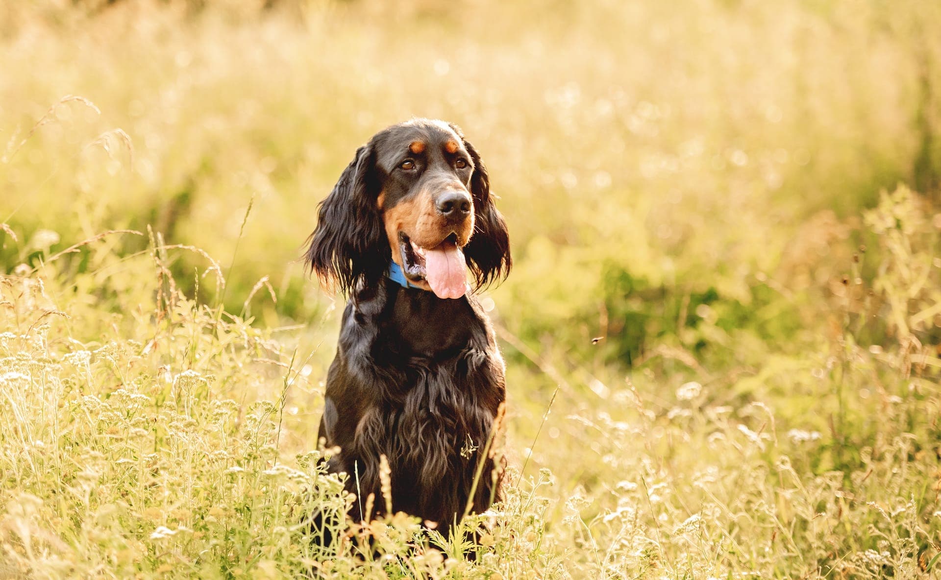 Gordon setter bilde
