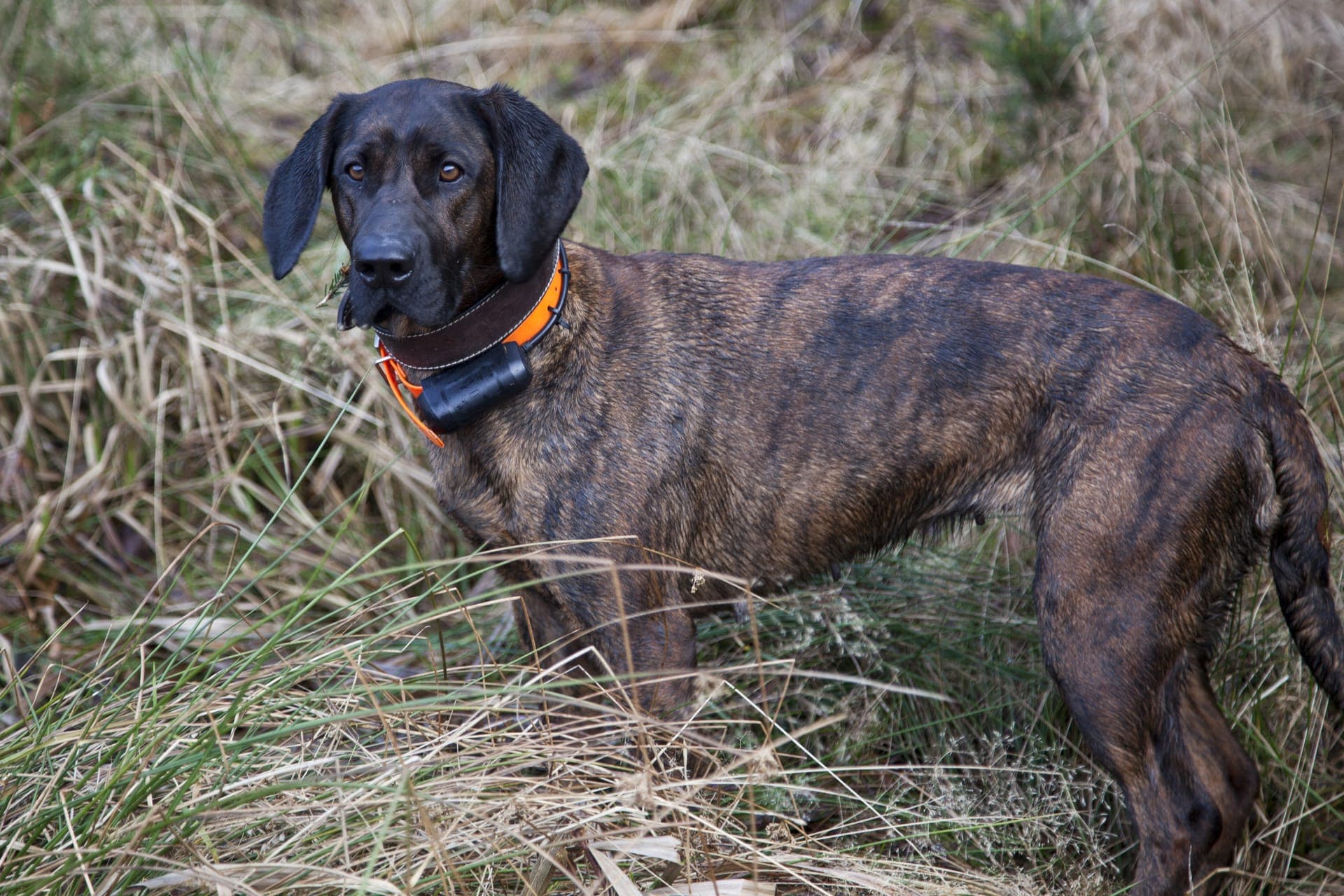 Hannoveransk viltsporhund bilde