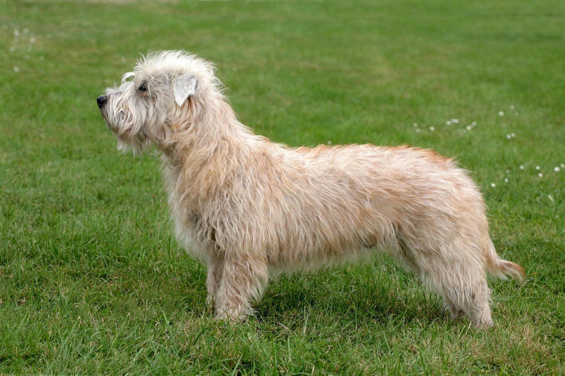 Irish glen of imaal terrier bilde