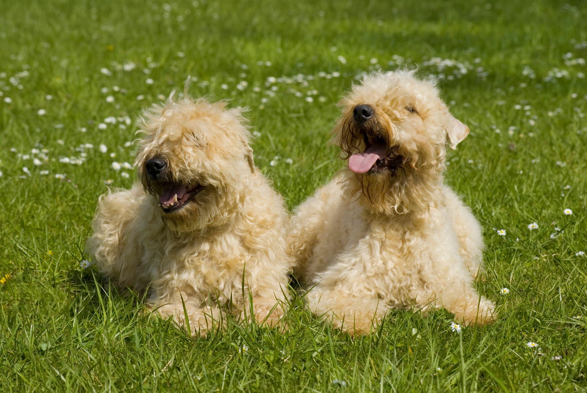 Irish softcoated wheaten terrier bilde