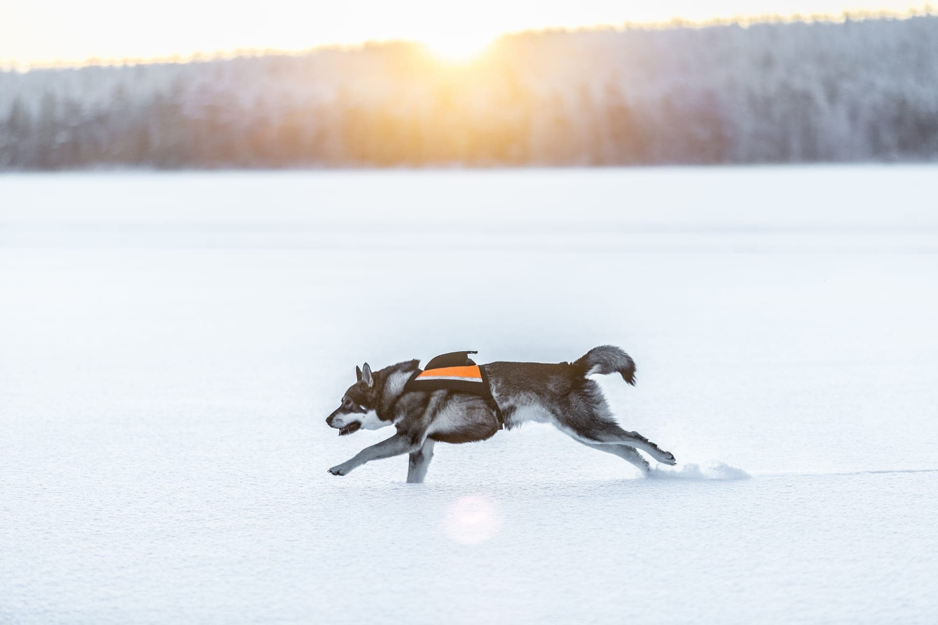 Jämthund bilde