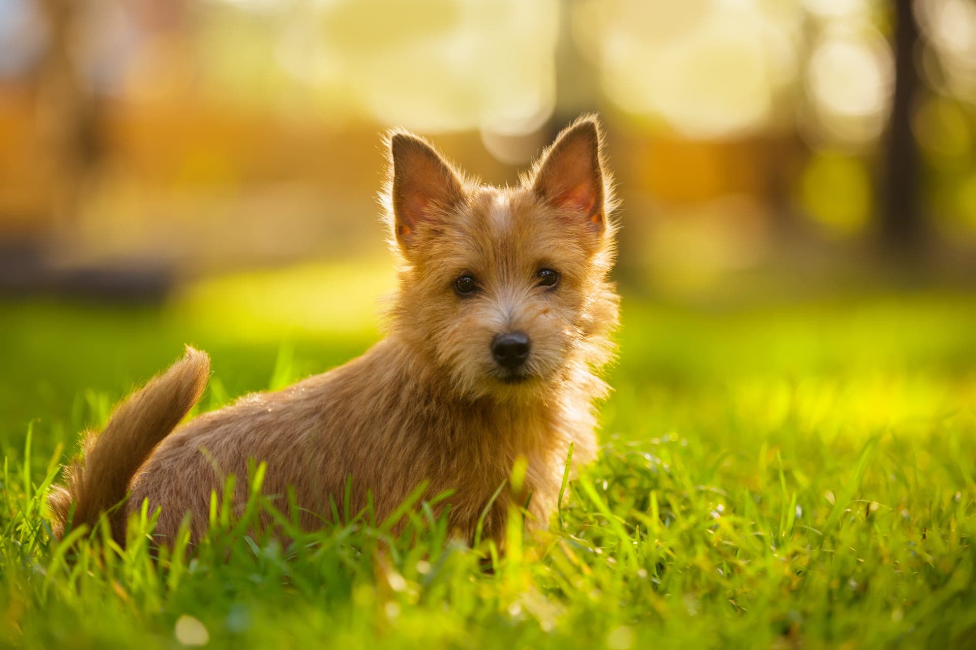 Norwich terrier bilde