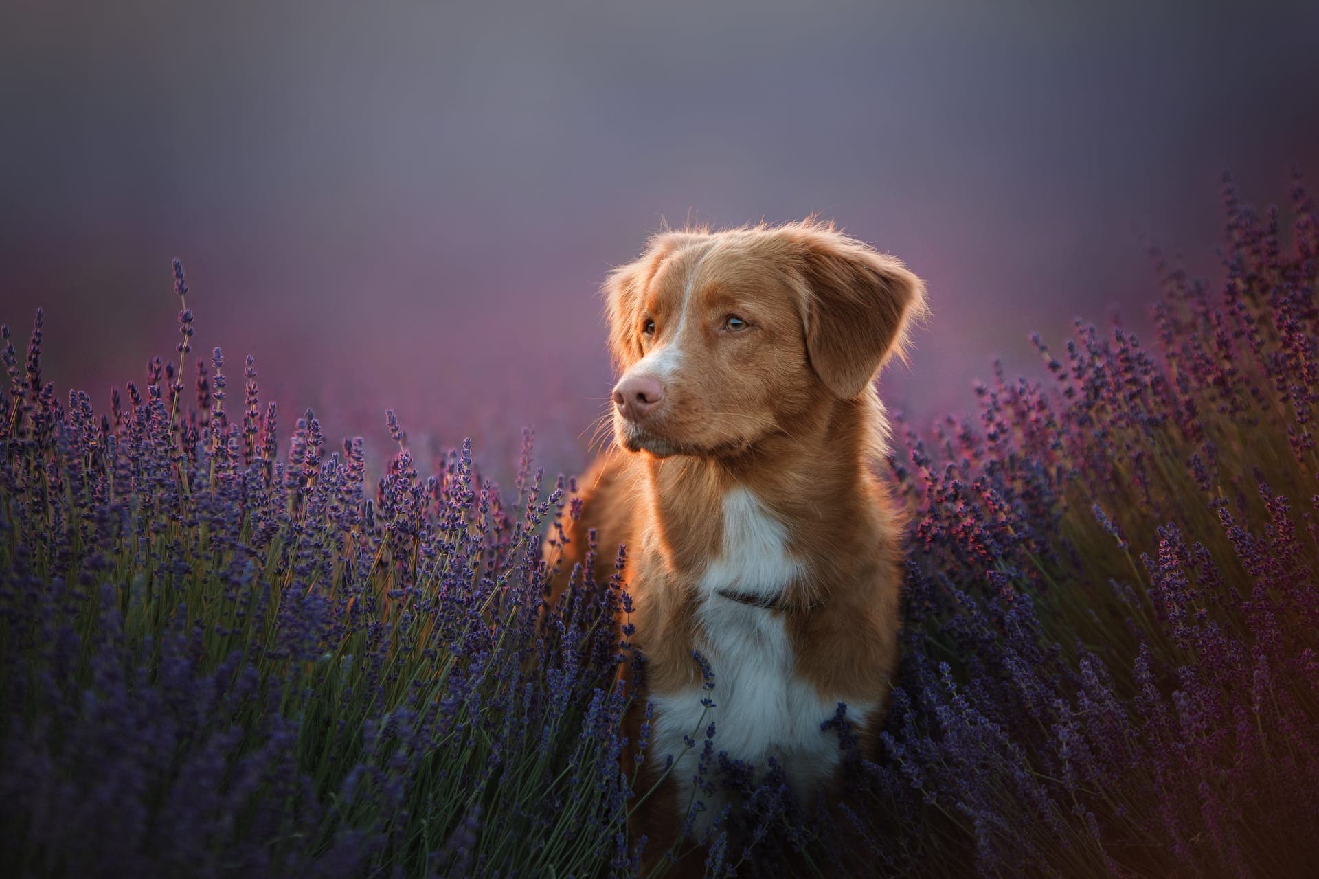 Nova scotia duck tolling retriever bilde