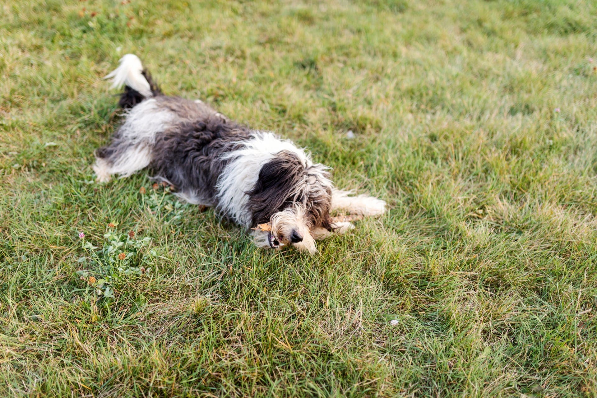 Petit basset griffon vendeen bilde