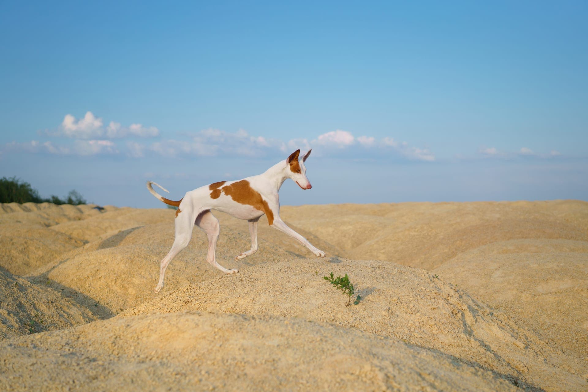 Podenco ibicenco glatthår bilde
