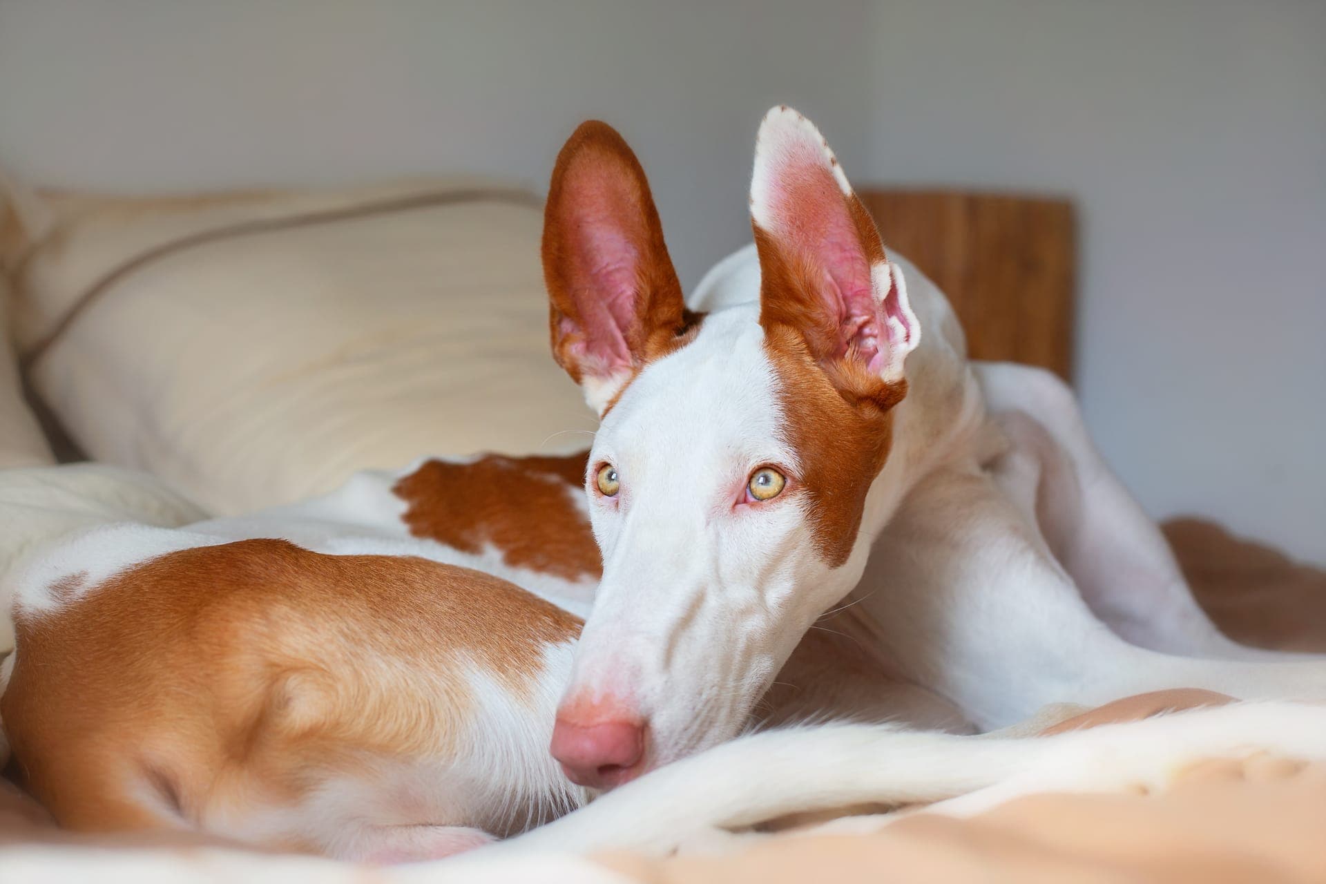 Podengo portugues liten glatthåret bilde